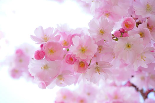 Cherry Blossoms Picture